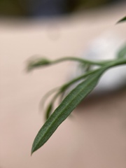 Menodora