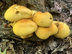 Gymnopilus subspectabilis