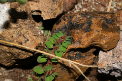 Euphorbia velleriflora
