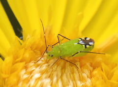 Macrotylus amoenus