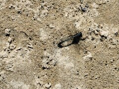 Gomphidae