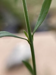 Menodora