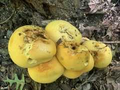 Gymnopilus subspectabilis