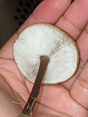 Melanoleuca melaleuca
