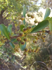 Pyracantha koidzumii
