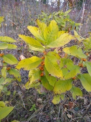 Triosteum