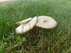 Melanoleuca melaleuca