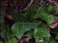Hedera iberica