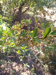 Pyracantha koidzumii