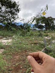 Menodora