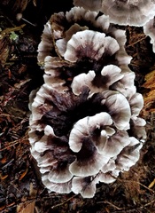 Thelephora americana