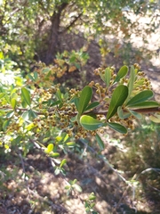 Pyracantha koidzumii