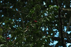 Symphonia globulifera