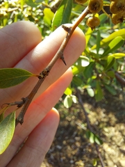 Pyracantha koidzumii