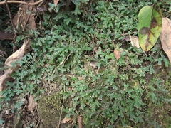 Selaginella australiensis