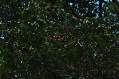 Symphonia globulifera