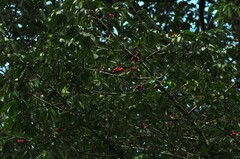 Symphonia globulifera