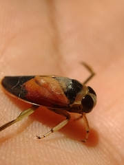 Notonecta lobata