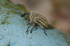 Sternuchopsis waltoni