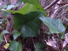 Hedera iberica