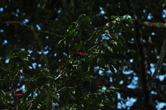 Symphonia globulifera