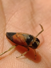 Notonecta lobata