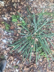 Yucca filamentosa