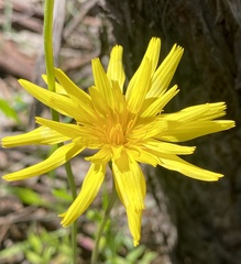 Microseris
