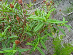 Cistus monspeliensis