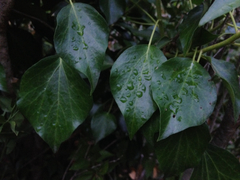 Hedera iberica