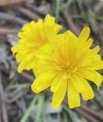 Microseris