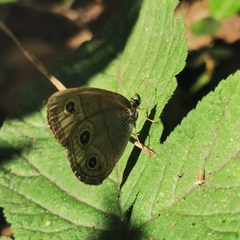 Palaeonympha opalina