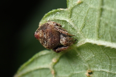 Eriovixia