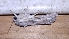 Spodoptera albula