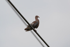 Patagioenas flavirostris