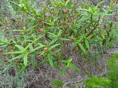 Cistus monspeliensis