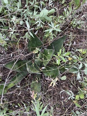 Agave salmiana