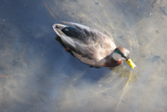 Anas rubripes × platyrhynchos