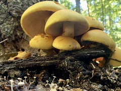 Gymnopilus subspectabilis