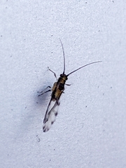 Aphididae