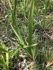 Crocosmia × crocosmiiflora