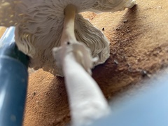 Leucocoprinus cretaceus