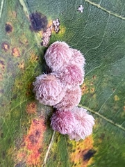 Callirhytis piperoides