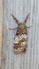 Dasychira meridionalis