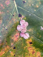 Callirhytis piperoides