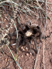 Aphonopelma
