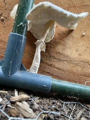 Leucocoprinus cretaceus