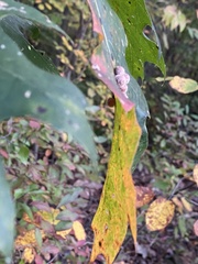 Callirhytis piperoides