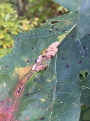 Callirhytis piperoides