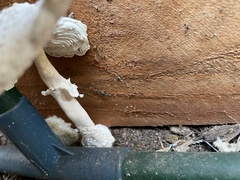 Leucocoprinus cretaceus